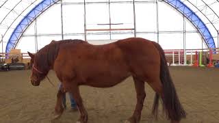 Straightness Training - Groundwork 1