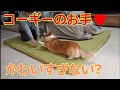 足の短いコーギーがお手をするとこうなる(笑)