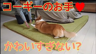 コーギーのフライ