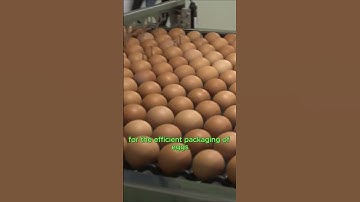 Inside a High-Tech Poultry Farm – How Millions of Eggs Are Produced Daily!