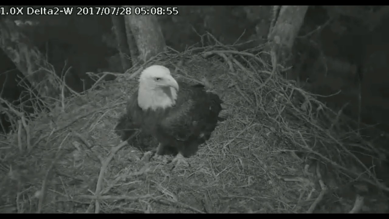 bald eagles in wisconsin Delta 2 WEST 5:02am Jul 28, 2017 Pa's morning visit at the nest