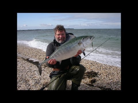 Surf Fishing for False Albacore 