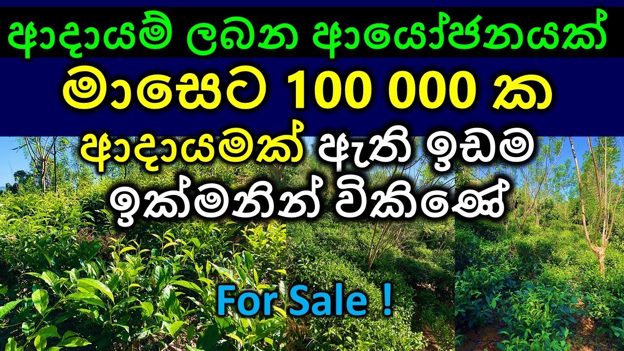 Tea land for sale Idam sale Sri Lanka Land sale in Sri Lanka