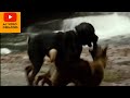 German Shepherd Dog vs Rottweiler Dogs fight 2020.