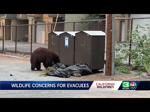 South Lake Tahoe evacuation zones see increase in bear break-ins