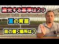 【質問回答】夏の育苗「日照、日当たりについて」遮光のタイミングとは