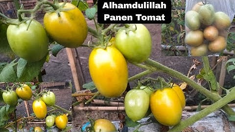 Panen Tomat di Pekarangan Rumah #berkebundipekaranganrumah #tomato #farming #gardening #berkebun