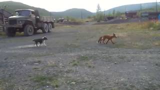 Fox vs dog. Dog playing with a fox by Hunting Wild hunt TV 4,574 views 7 years ago 38 seconds