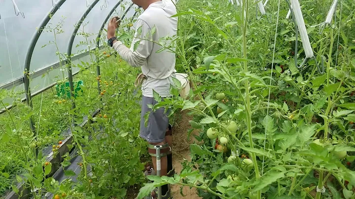 Lean and Lower High Tunnel Tomatoes