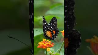 Interesting Facts About Butterfly's 🦋