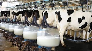 सैकड़ों गायों का दूध एक साथ निकाल देती हैं यह मशीन | Modern Farming Technology