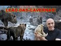 LEÃO-DAS-CAVERNAS! UM DOS MAIORES FELINOS QUE JÁ EXISTIU! ERA MAIOR QUE OS LEÕES E TIGRES DE HOJE.