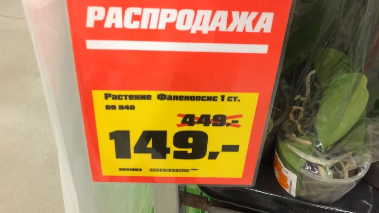 Уценка Орхидей На Май 2023 В Магазинах