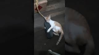 Kitten vs Slipper