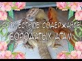 Совместное содержание Бородатых Агам