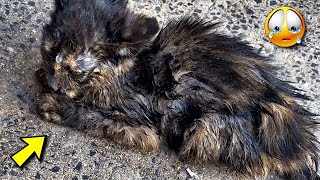 The teenager tortured the kitten.  He surrendered and lay motionless...