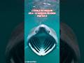 Ce Requin de 4 TONNES peut complétement sauter hors de l'eau !