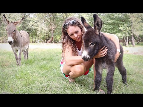 Video: Little Donkey, Big Love: Animal Lovers Kom sammen for at gemme en Miniature Donkey