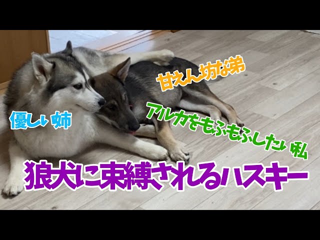 触りたいのに触れない！？ハスキーを束縛する狼犬