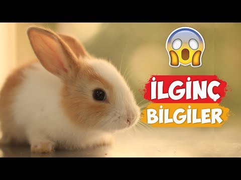 Tavşanlar Hakkında İlginç Bilgiler!