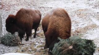 Detroit Zoo animals inspect, play with recycled holiday tree