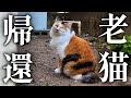 保護した子猫達の体調不良と河原の老猫 外生活卒業【地域猫】【保護猫】