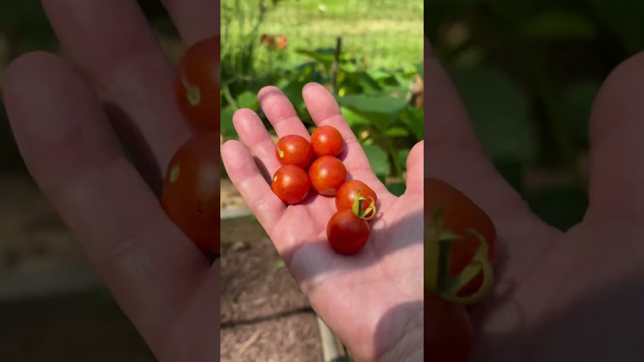 Sweet Tomato First Tomatoes So Far Gardening Viralvideo Letsdothiswithcj