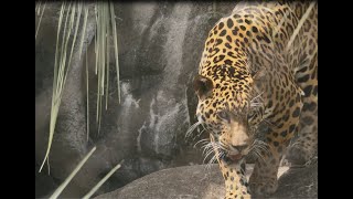 Animal Spotlight: Tesoro the Jaguar