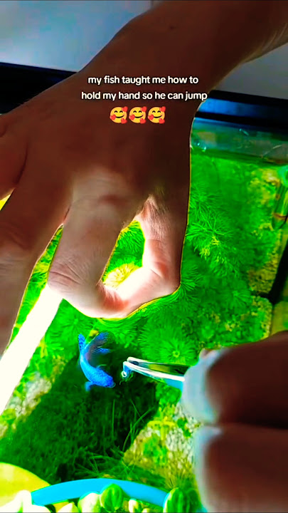 We Trained Betta Fish To Jump!! 🐬🐬 #shorts #short #bettafish #feeding #aquarium #fish #training