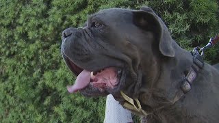 Community helps family pay medical bills for dog shot by LA County deputy