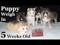 Puppy weigh in week 5  gerberian shepsky  german shepherd siberian husky puppies