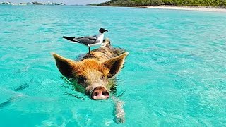 Funny Domestic And Wild Animals 🐷 [Funny Pets]