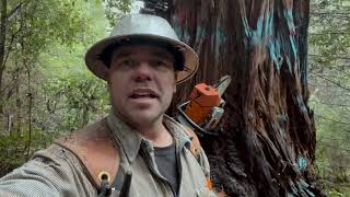 Into the Heartwood: Day 2 of Redwood Logging Adventure