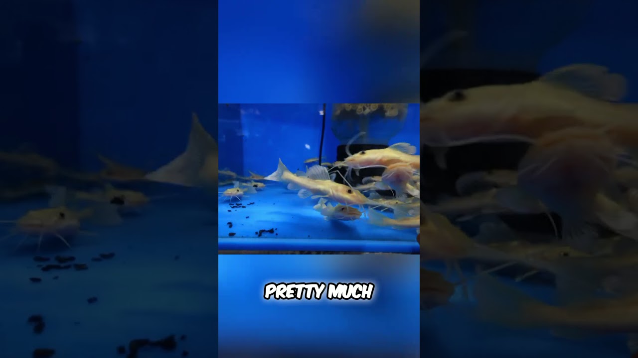 Phantom Red-Tails: amazing fish that grows big fast! #shorts