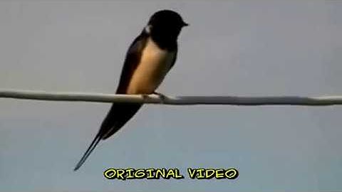 Cinelerra tutorial:  using motion for image stabilization