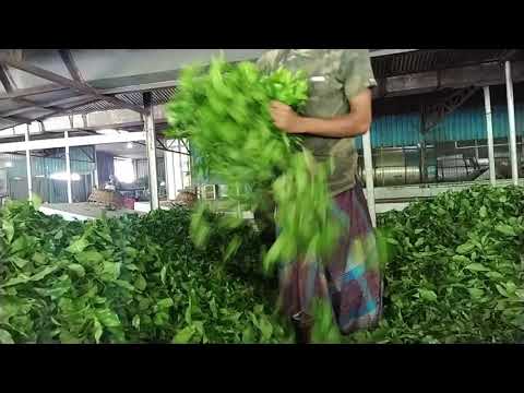 চায়ের পাতা থেকে দানা হয় যেভাবে । Tea from leaves to grain