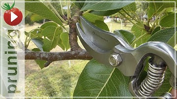 Pruning The Pear Tree In The Summer - Trying New Pruners
