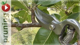 Pruning The Pear Tree In The Summer - Trying New Pruners