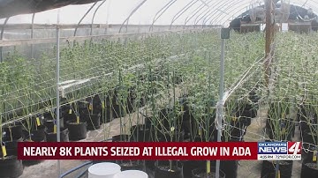 Nearly 8K plants seized at illegal grow in Ada