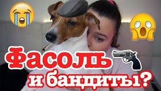Как меня чуть не убили из-за моей собаки!!! Как меня чуть не убили из-за моей собаки!!!