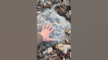 Ordovician Death Plate Discovery! Ancient Fossils Meet Modern Rock Art