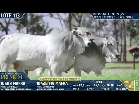 LOTE 113