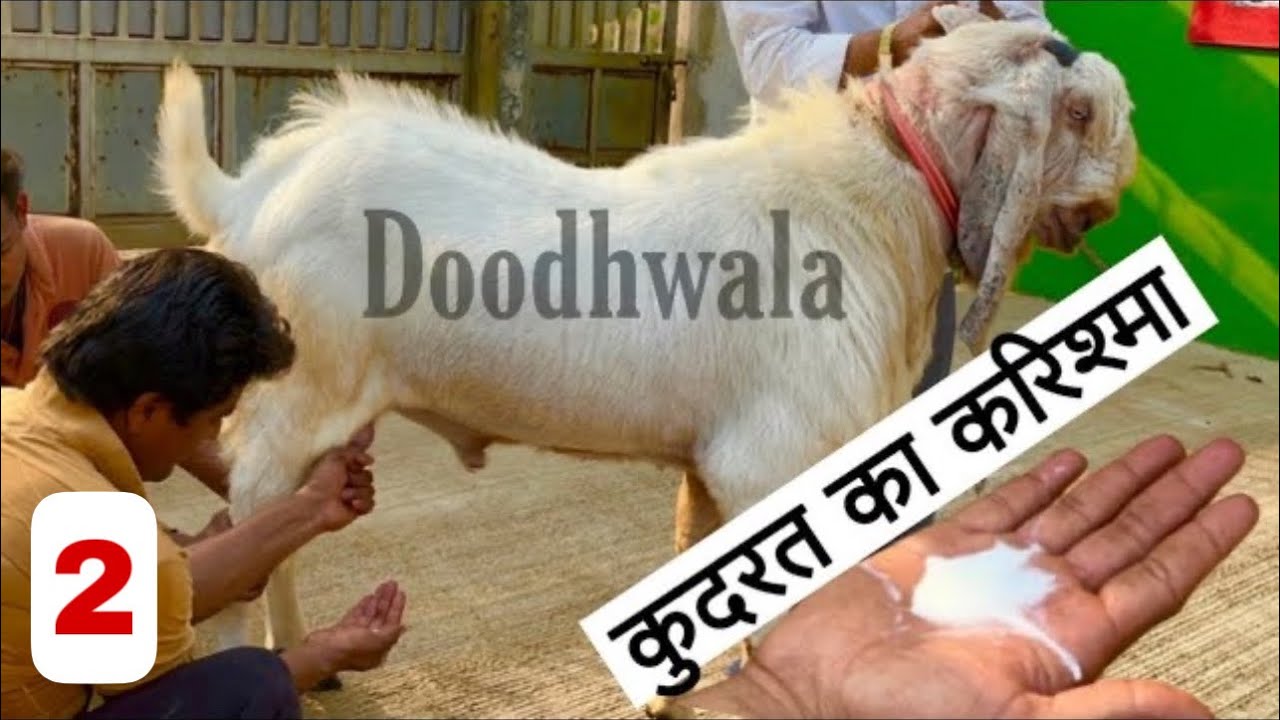 Download Doodh Dene Wala Andul Bakra दूध देने वाला बकरा at JD Goat Farm