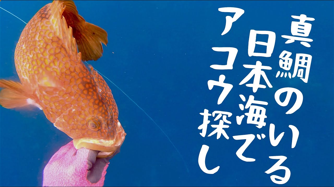 アコウ 夏の日本海でキジハタを狙う 魚突き遠征 4k画質 Youtube