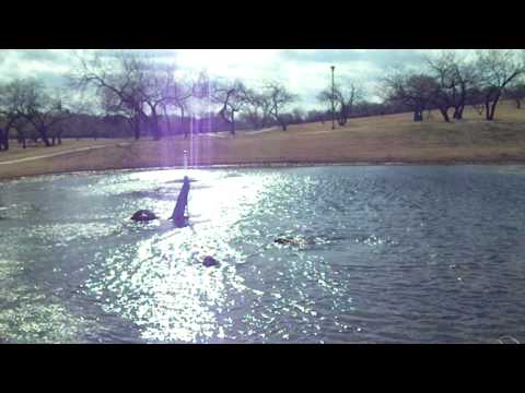 Bandit and Marley swim in December.avi