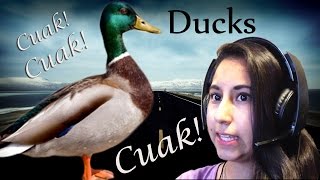 Lucky Duckies! | Maicolytus | Patitosbbs