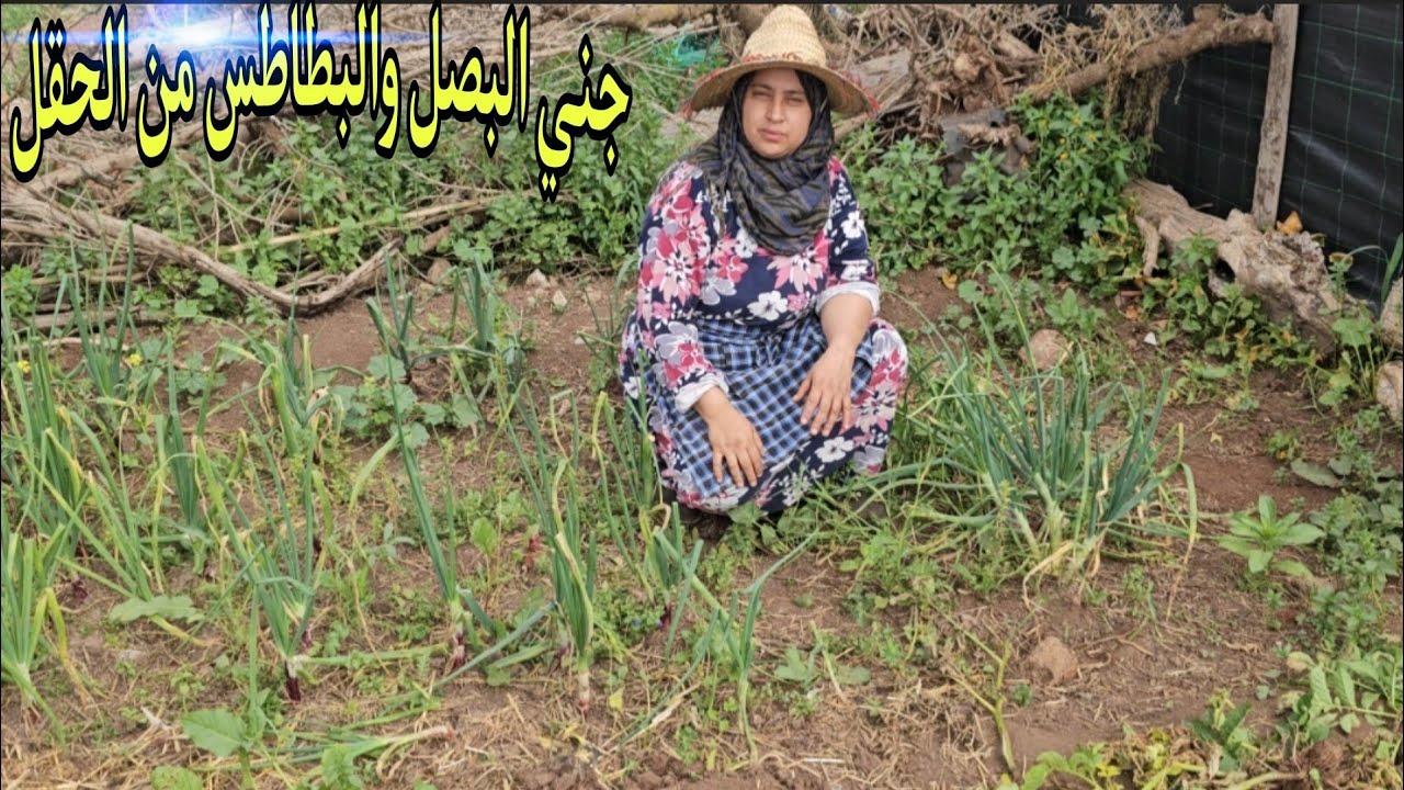 جني البصل والبطاطس وجلبانة فيديو متنوع سبب غيابي عن القناة 🤒