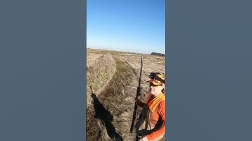 Pheasant on the other side! #pheasanthunting #hunting #pointer #birddog #hunters #pheasant #hunt