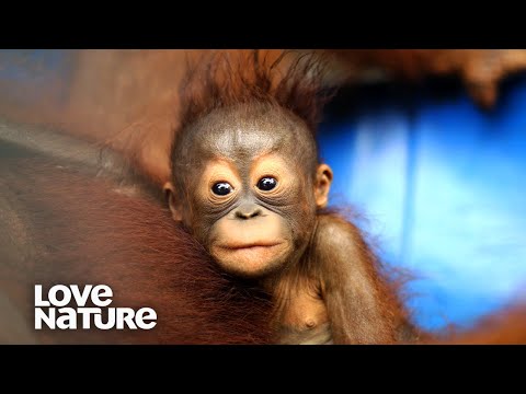 Video: Vai cilvēki ir ciešāk saistīti ar gorillām vai orangutāniem?