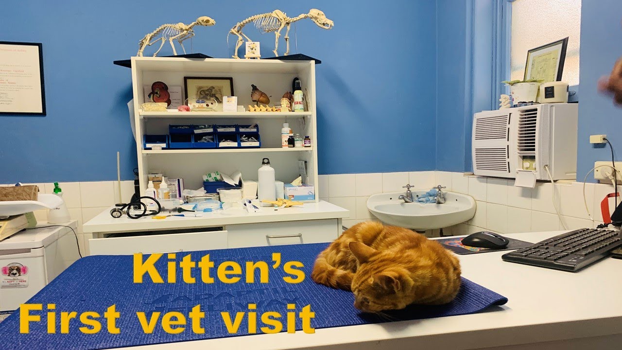 Kitten's First Visit to the Vet Bondi Vet at Bondi Junction YouTube